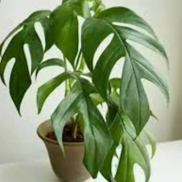 Tanaman Hias Monstera Ekor Naga-Monstera Ekor naga