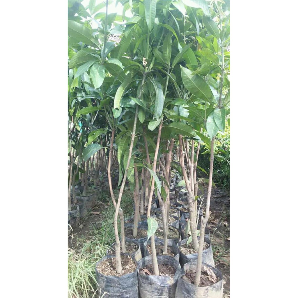 Original Tanaman Bibit Buah Mangga Mahatir A1