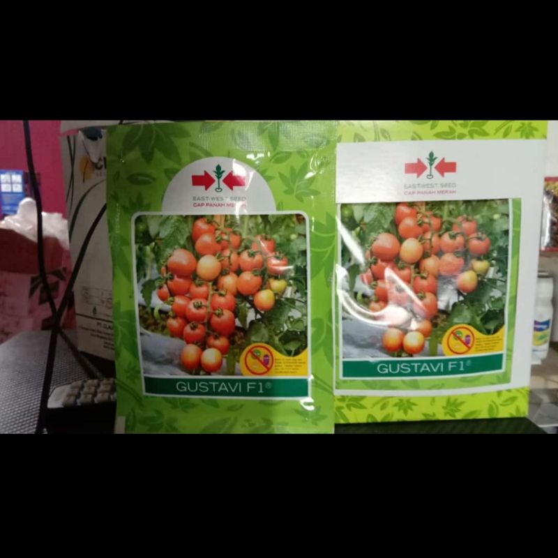Benih Tomat Gustavi F1