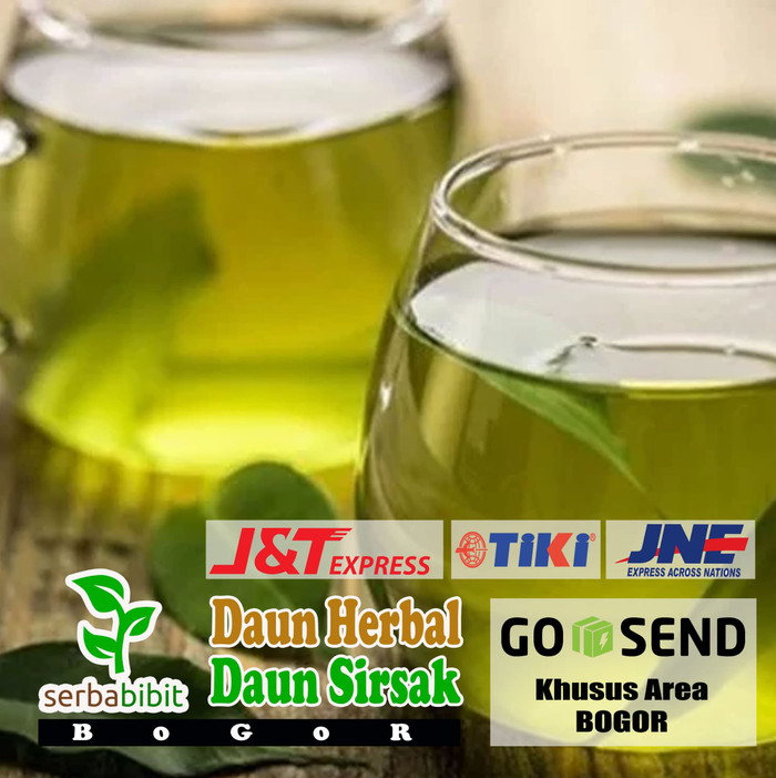 

Daun Sirsak Segar 250 gram - Obat Herbal