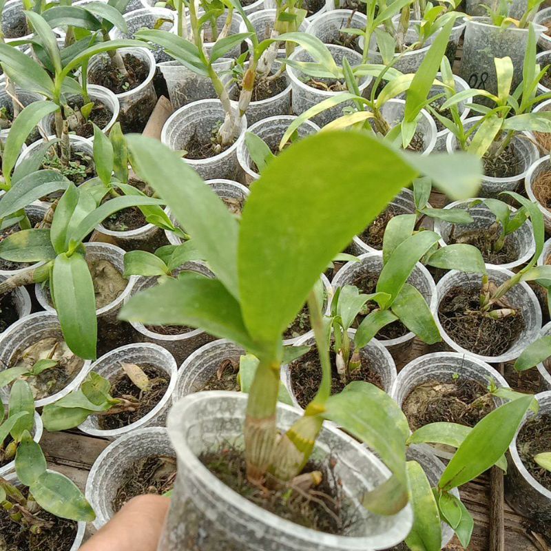dendrobium macrophyllum x helix remaja