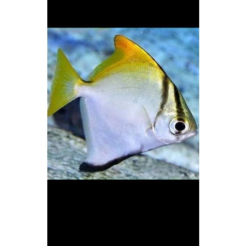 Ikan Hias Monodactylus air tawar 5 cm