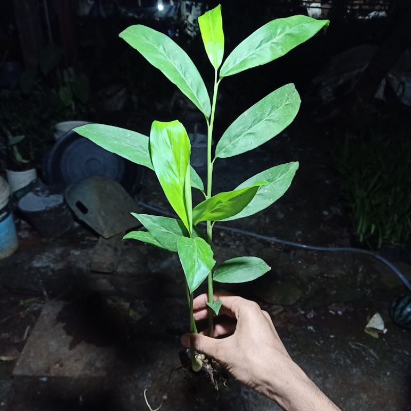 Pohon Lengkuas Putih