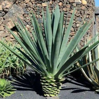 

Agave Sisalana Fourcroydes - Henequen