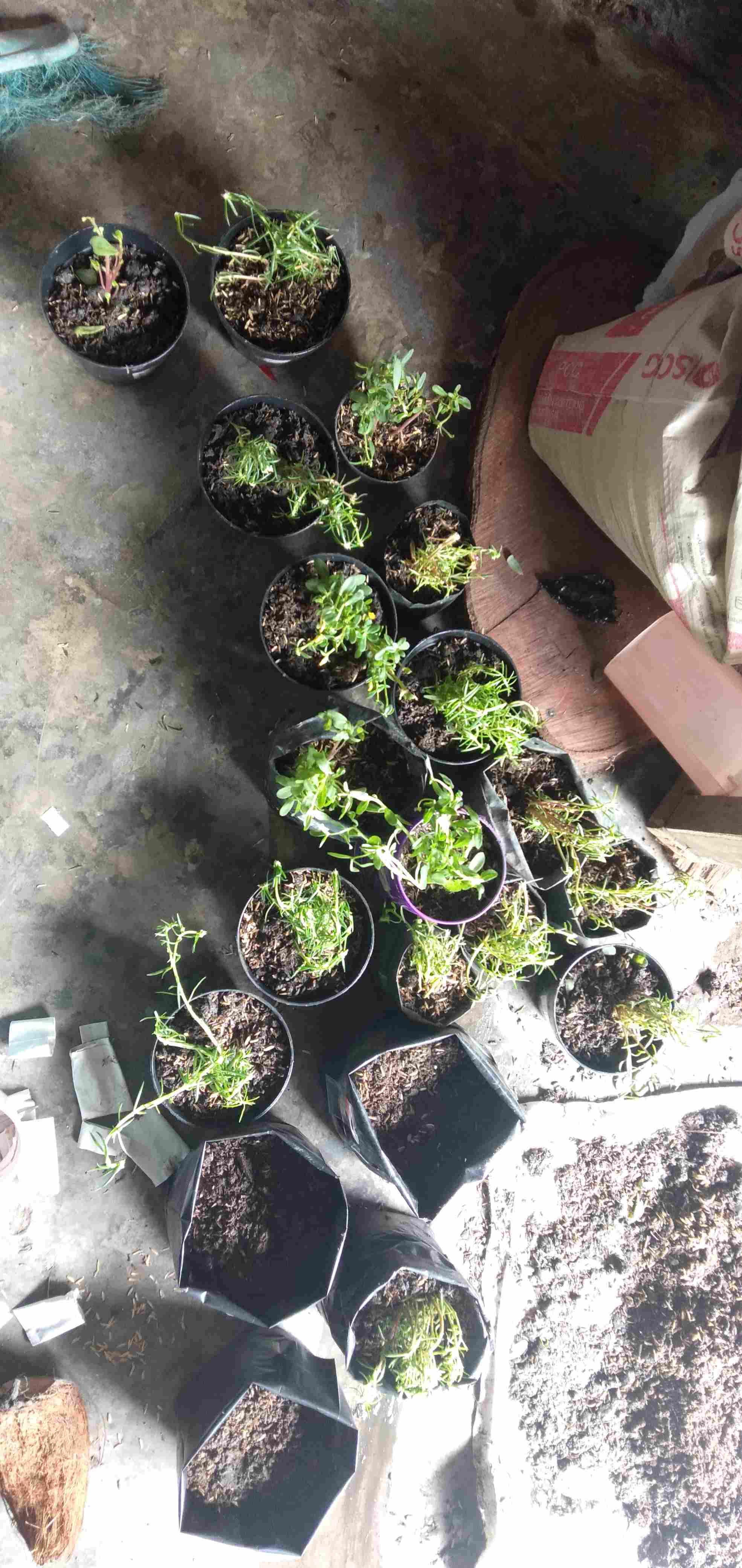 Mawar Tanah Krokot Import Mossrose Irada