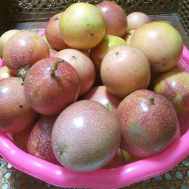 

Buah markisa 1 KG segar langsung petik(ada selalu)