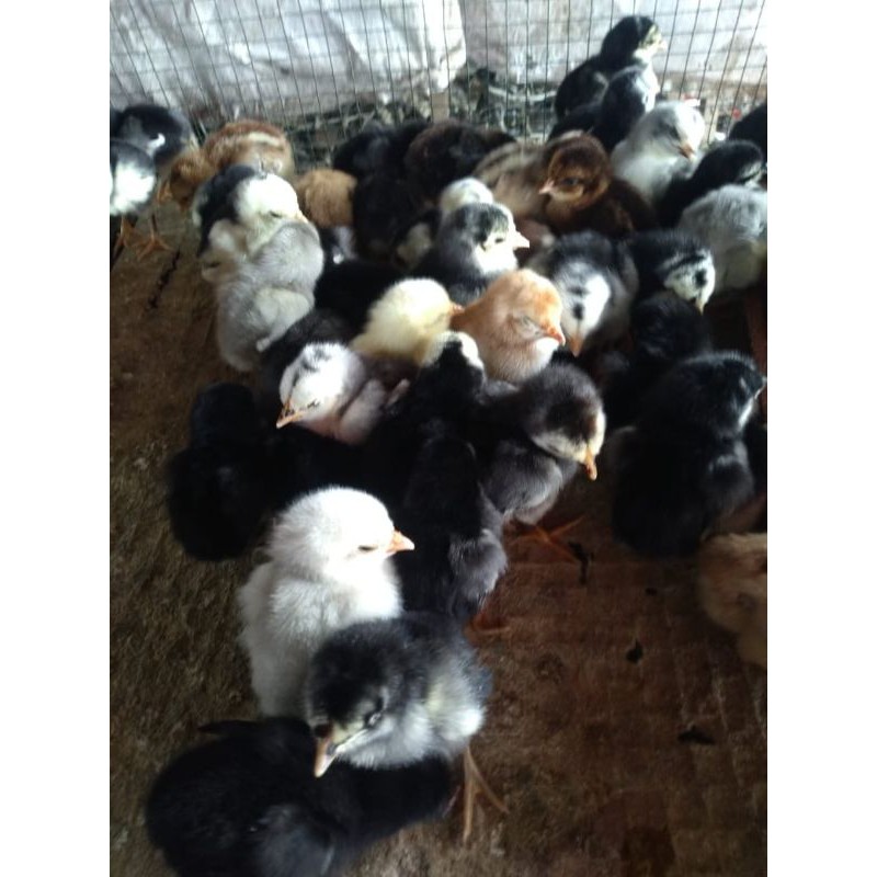 DOC Ayam Kampung (AKA) Ayam kampung asli - bibit ayam kampung - doc ayam kampung