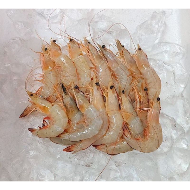 

Fresh Jerbung Prawn