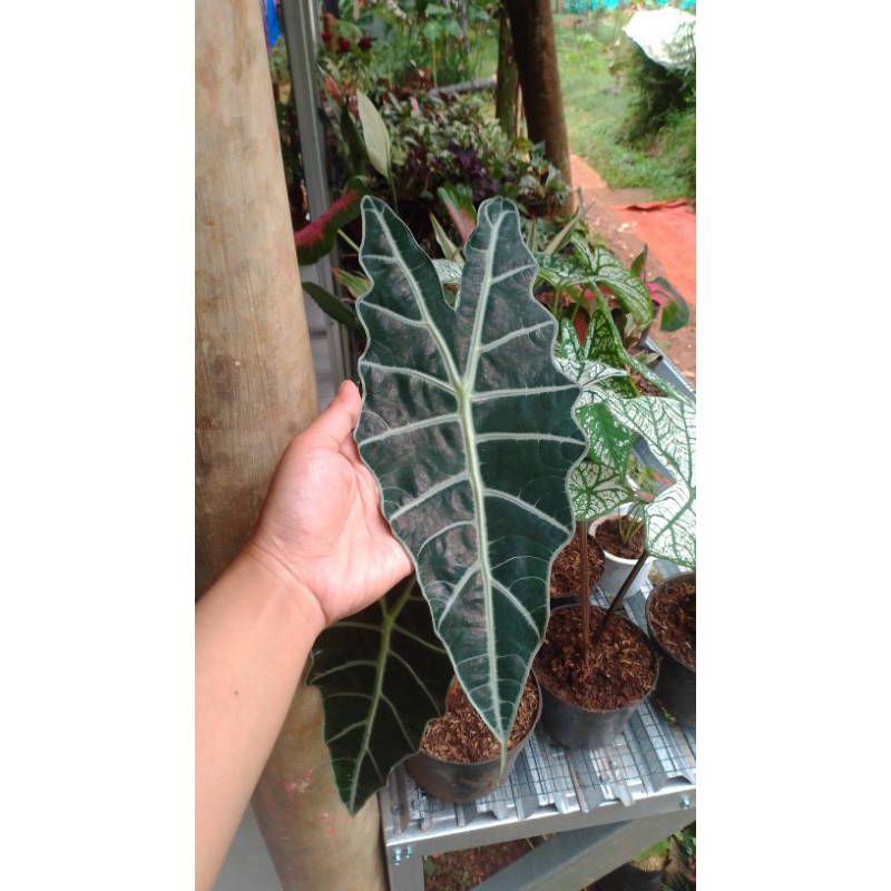 alocasia amazon