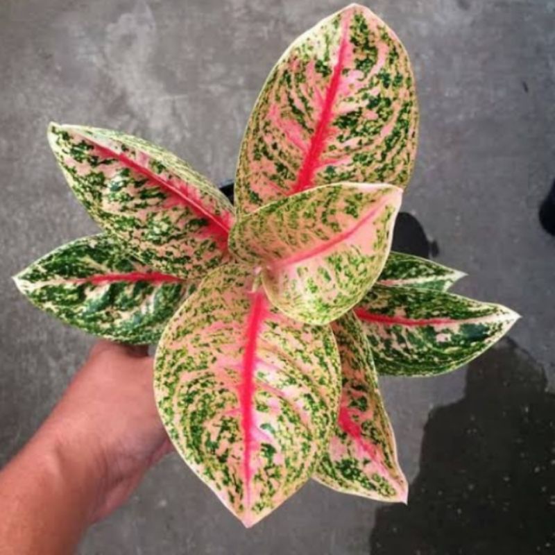 Bunga agelonema Widuri tulang merah