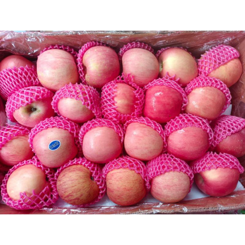 

PROMO COD TERMURAH APEL FUJI 1KG