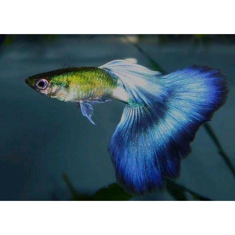 guppy blue diamond aquascape