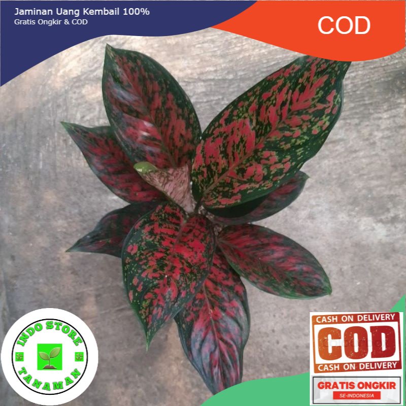 aglonema red venus jumbo