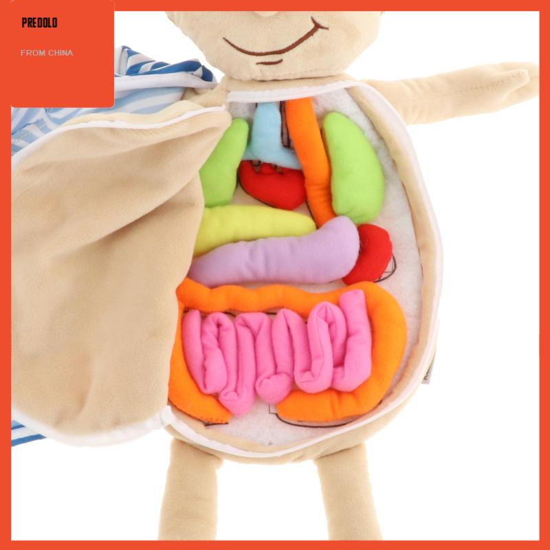 [In Stock] Human Body Anatomy Toy Teaching Tool Organ Toy Removable Organs for School