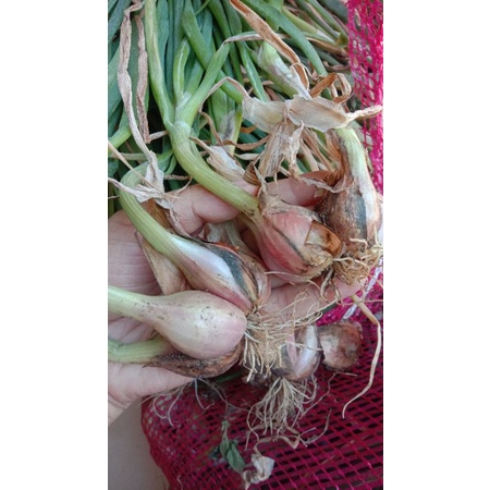 

Bawang Sumenep Super