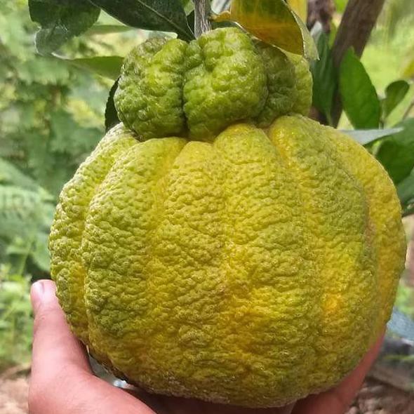 FLASH SALE BIBIT JERUK DEKOPON BERBUAH TINGGI 1 METER/BIBIT JERUK DEKOPON/BIBIT JERUK/JERUK DEKOPON