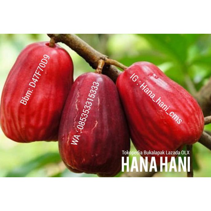 Z3r0 Bibit Jambu Bol Jambu Jamaika Jambu Bool Malay Apple R Shopee Indonesia