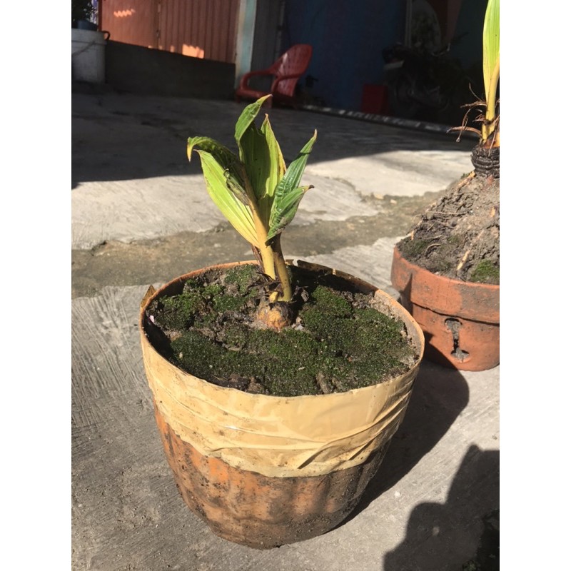 Bonsai kelapa gading kuning dan gading oren