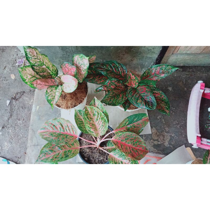 aglonema koleksian jumbo Rubi super pink.red spaider.striptis mutasi