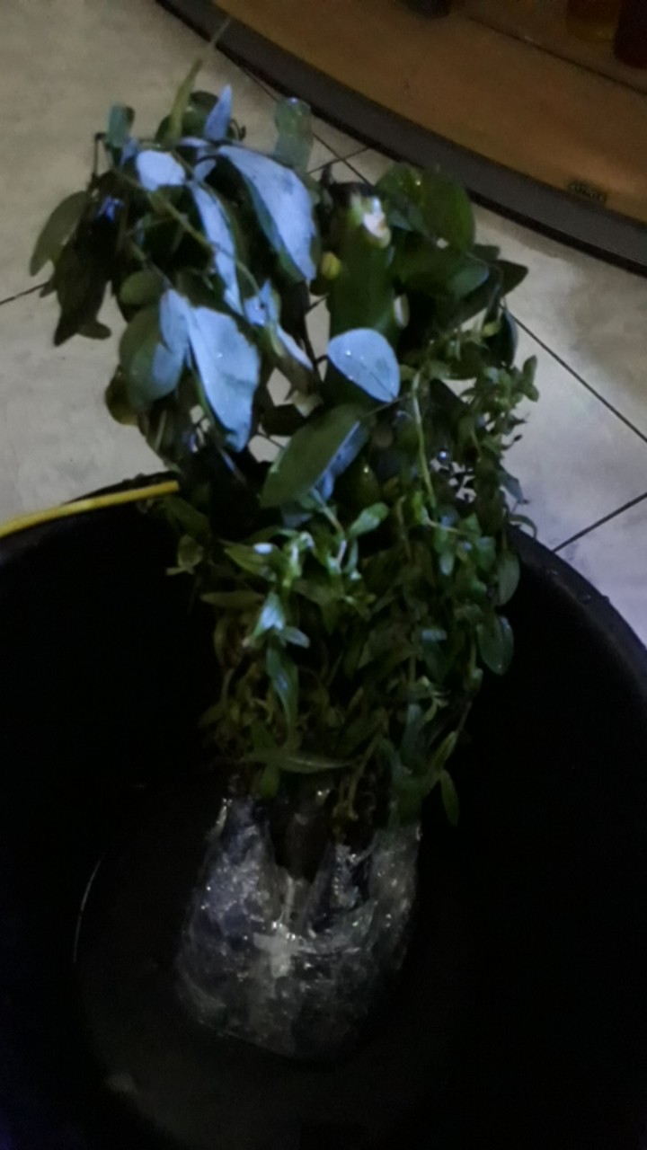 Bibit Kamboja Bunga Kuning Stek Batang / Pohon Kamboja Kuning Stek Batang