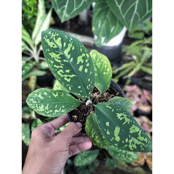 Adelonema Wallisii / walisi / homalomena walisi / army / loreng