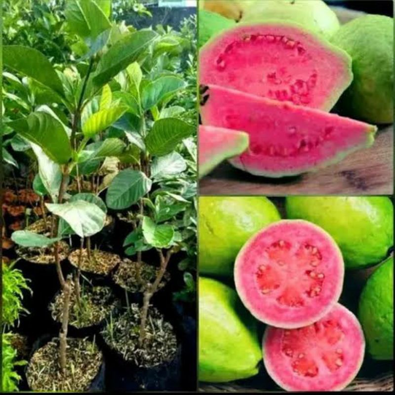 

3 Bibit Jambu Kristal hasil okulasi cepat berbuah