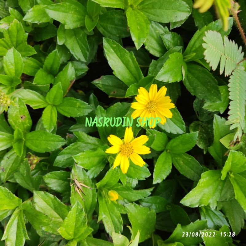 

[Fresh] BIBIT WEDELIA 10 POHON BIBIT BUNGA WEDELIA BUKAN BUNGA MATAHARI MINI KERABAT BUNGA ASTER