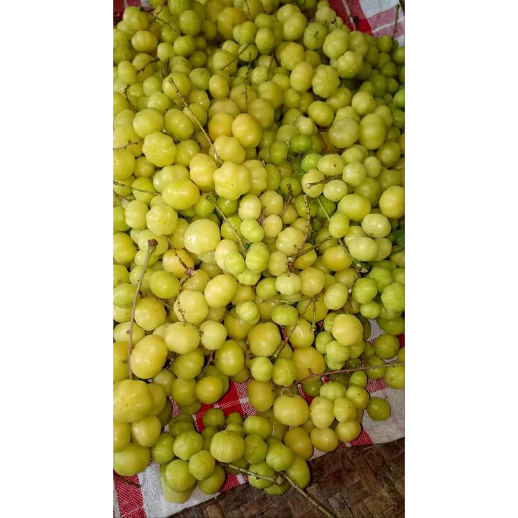 

BUAH CERMAI 1KG Best Quality
