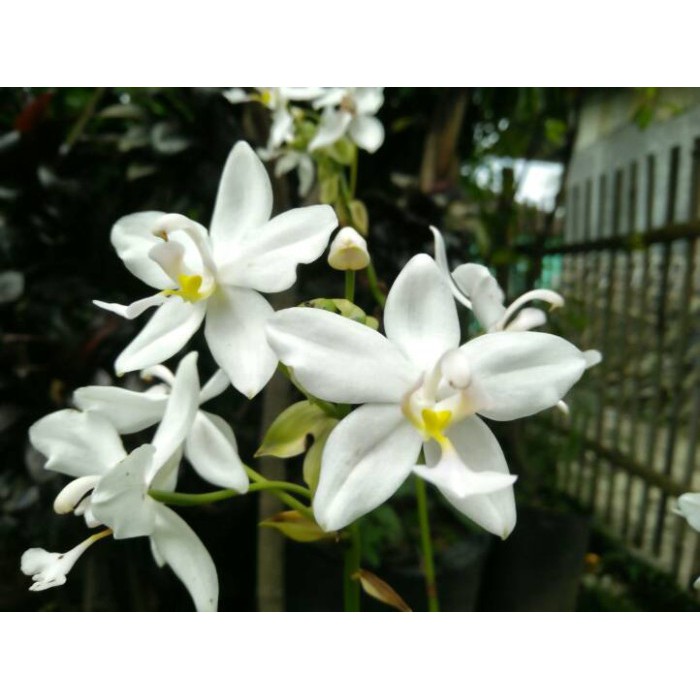 (BISA COD) Bunga Hidup Tanaman Hias Murah Hiasan Taman anggrek tanah cymbidium dewasa bunga gantung