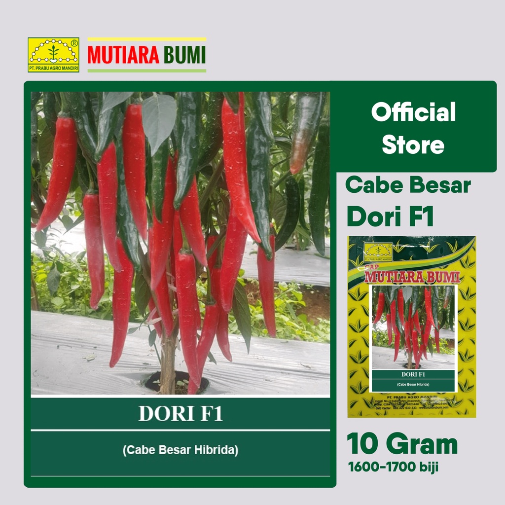 BENIH CABE BESAR DORI F1 10 GRAM ISI 1600-1700 BIJI ORIGINAL CAP MUTIARA BUMI