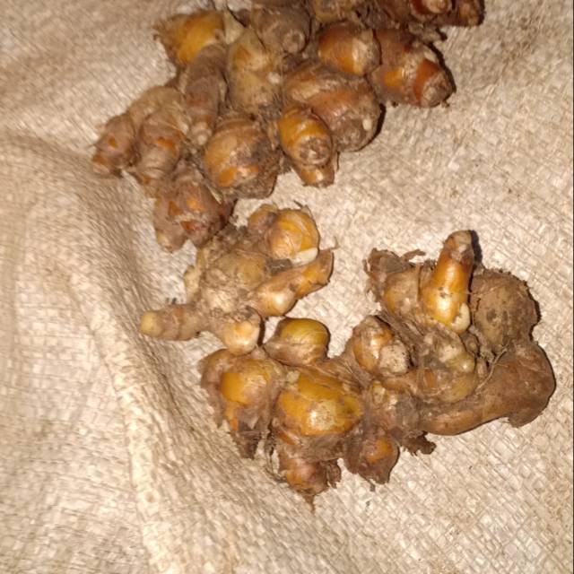 

Kencur tua kalimantan