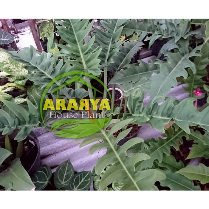 Philo Gergaji Daun 4-5 / Philo Ekor Buaya / Philodendron Green Saw / Philo Cocodril