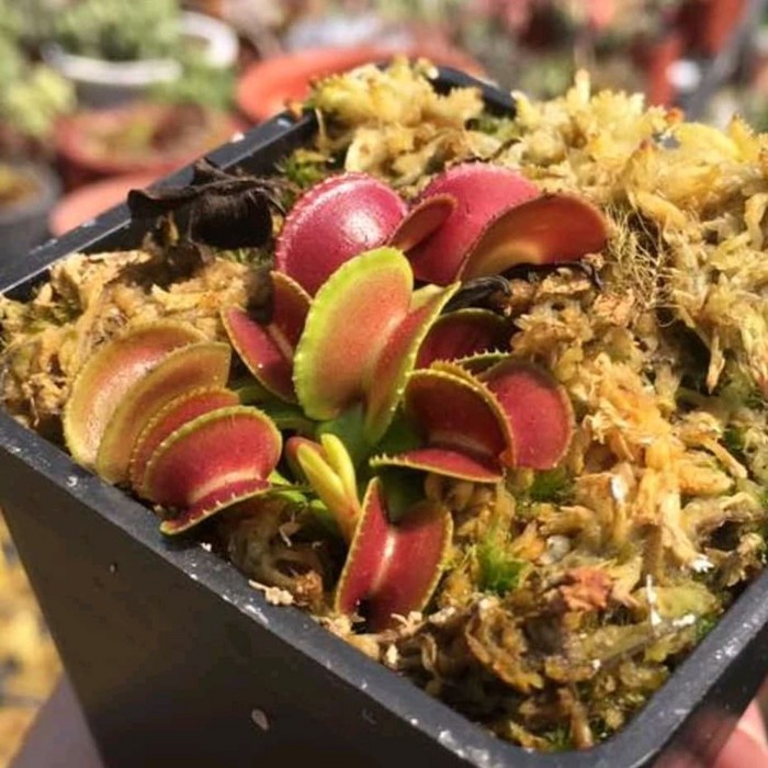Tanaman Karnivora Venus Flytrap Coquillage