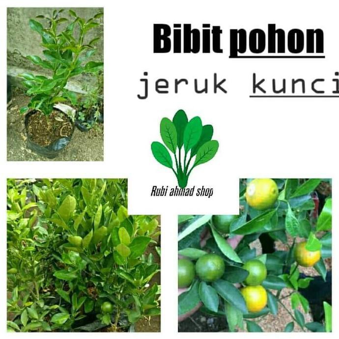 M3Riah Bibit Pohon Jeruk Peras-Jeruk Kunci-Tanaman Jeruk Peras