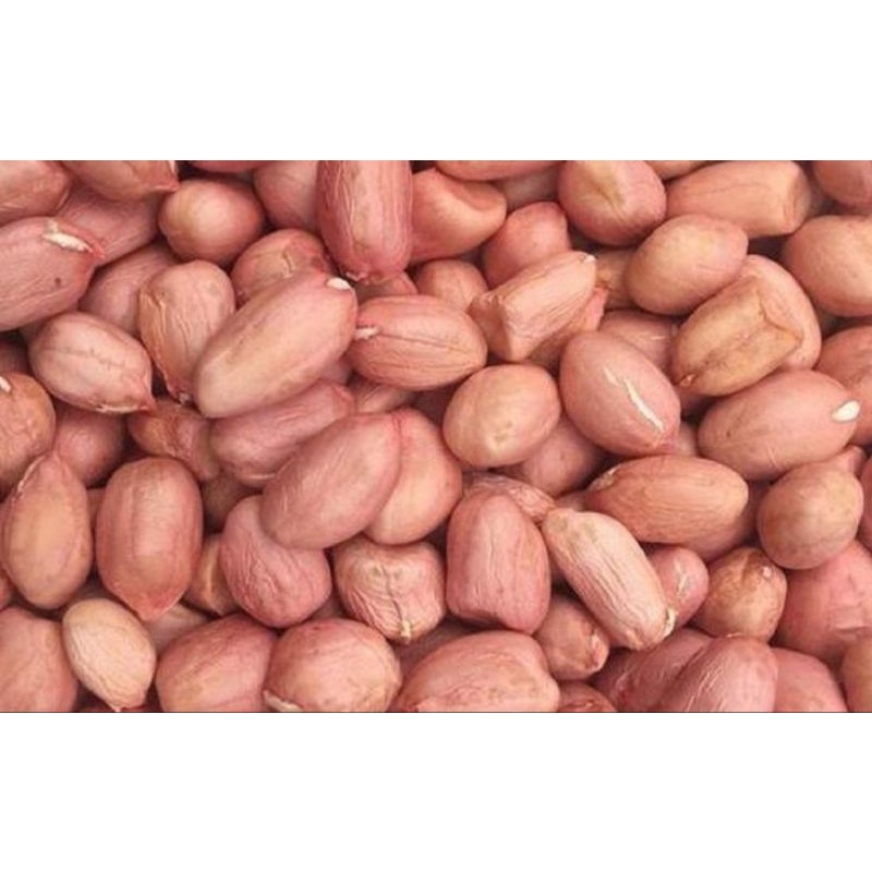 

Kacang Lombok