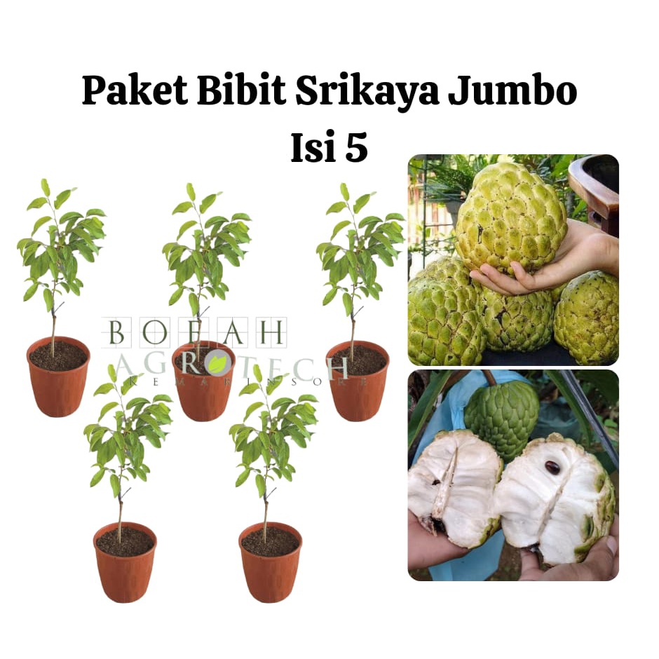 Paket Hemat Bibit Srikaya Jumbo Australia Okulasi Isi 5 Bonus Bibit Strawberry+Polibag