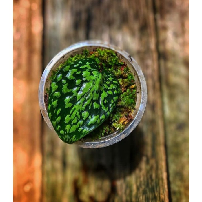 scindapsus snake scale tiger original