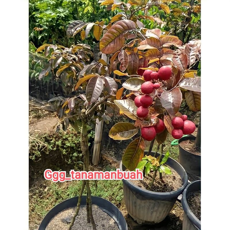 Bibit Kelengkeng Merah Super Asli Okulasi Berbuah Dalam Pot