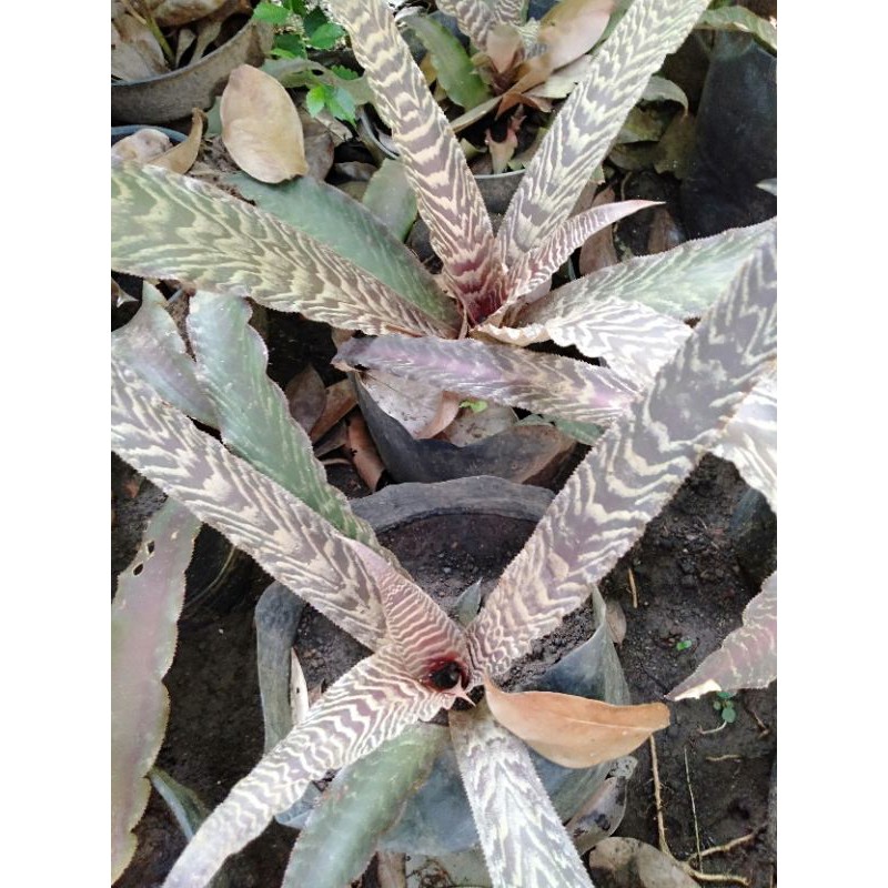 bromelia tokek choklat