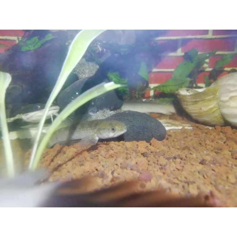 golden Tiger limbata