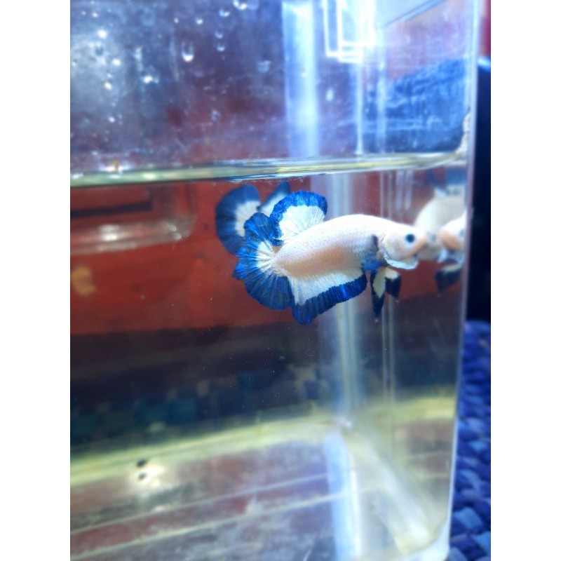 

cupang blue rim butterfly