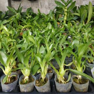 Seedling anggrek cattleya Shopee Indonesia Seedling anggrek cattleya Shopee Indonesia