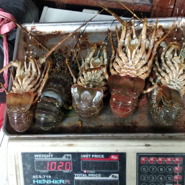 

Lobster Laut 210gr-300gr