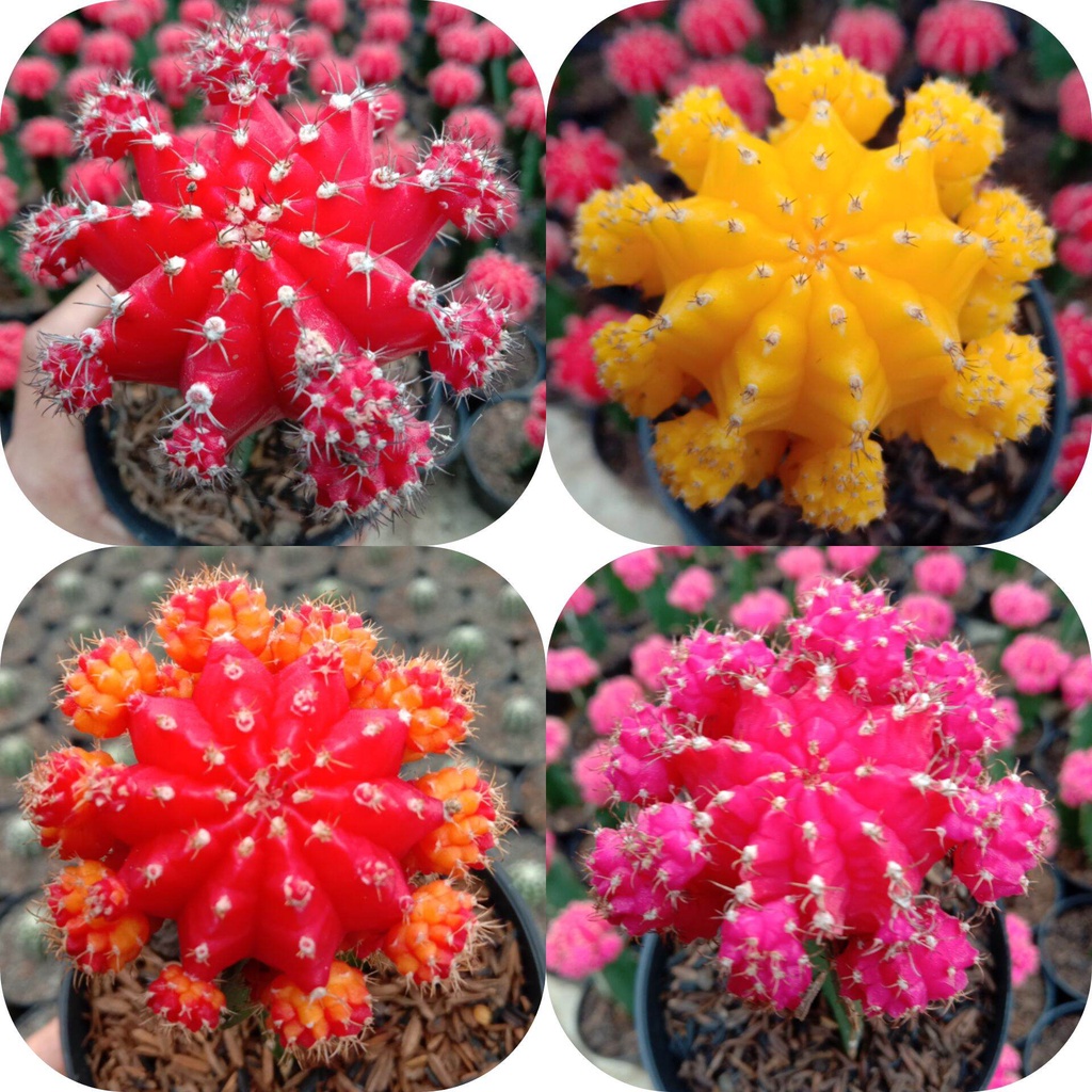 Gymno warna red pink kuning IMPORT lucu unik graft impor merah premium kaktus mini Gymnocalycium