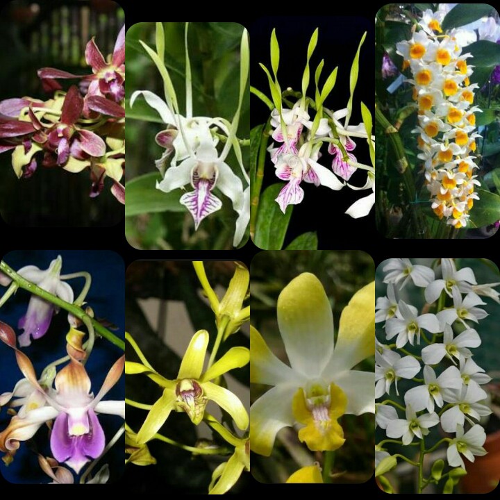 Seedling Anggrek Dendro Hibrite Melintir Dan Kupu - Kupu