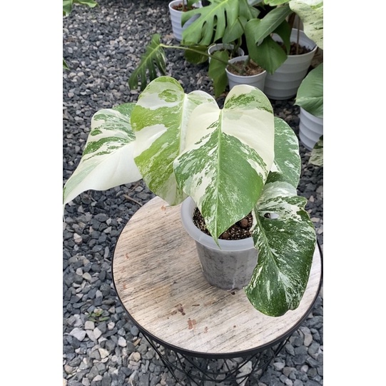 Monstera Varigata White Tiger Holland