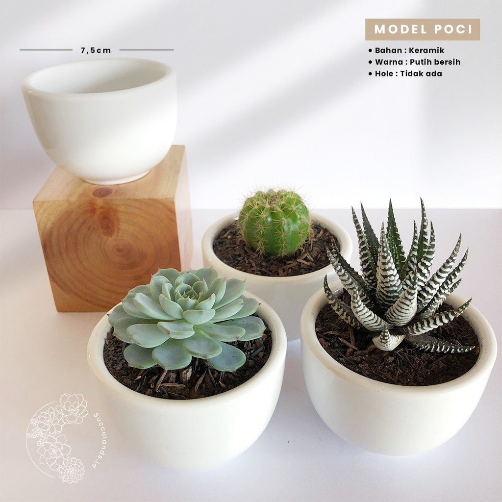Pot Keramik Poci Kecil | Pot Kaktus, Pot Mini, Pot Ceramic, Porcelain