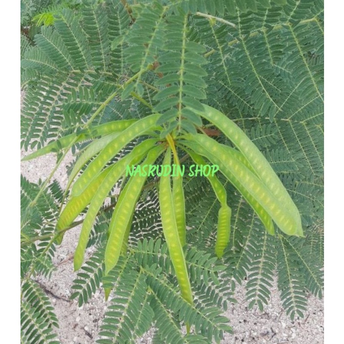 

BUAH LAMTORO MUDA 100 PAPAN | BUAH PETAI CINA MUDA