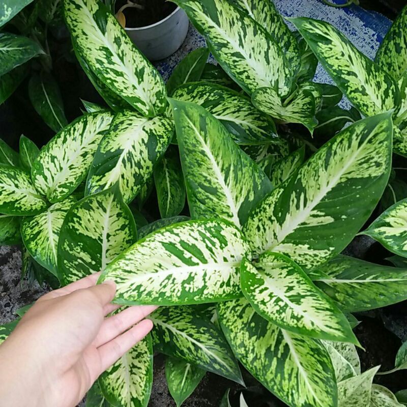 aglonema anggun ayu / aglonema putri ayu