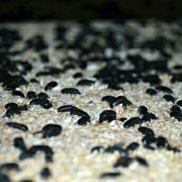 Kepik bibit ulat hongkong